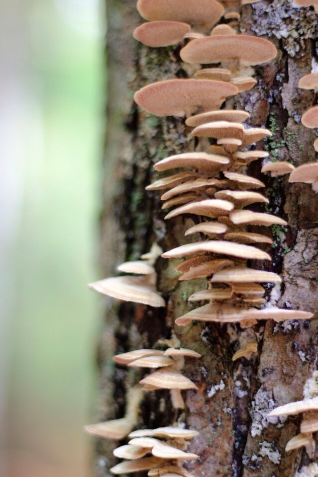 Forest nature plant