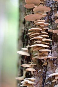 Forest nature plant