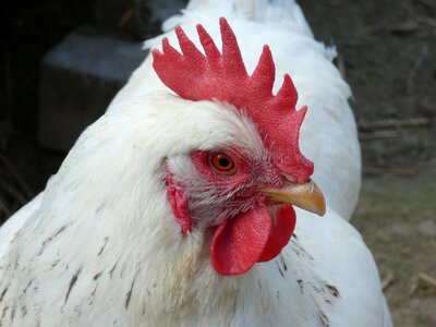 Nature bird animal
