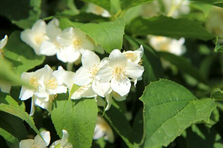 White flowers white flower white petals