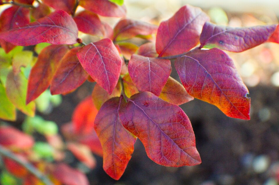 Autumn leaves foliage photo