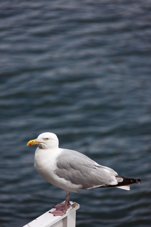 Animal beak bird photo