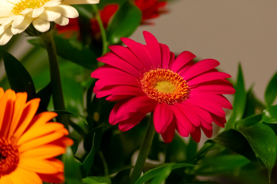 Nature summer bloom