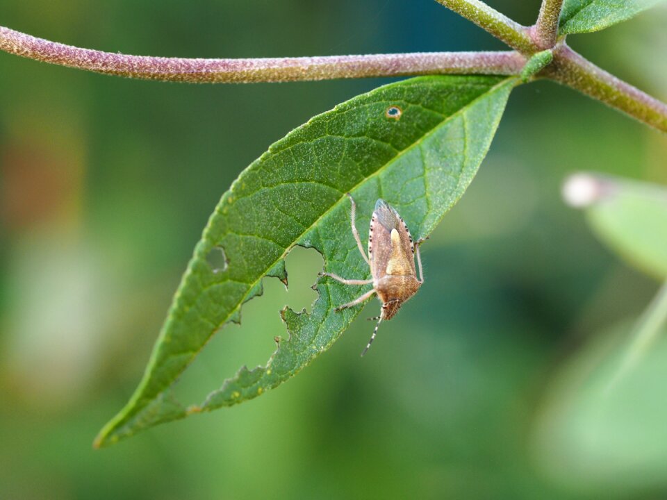 Insect macro close up photo