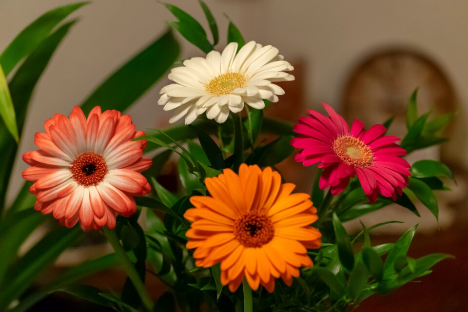 Nature summer bloom
