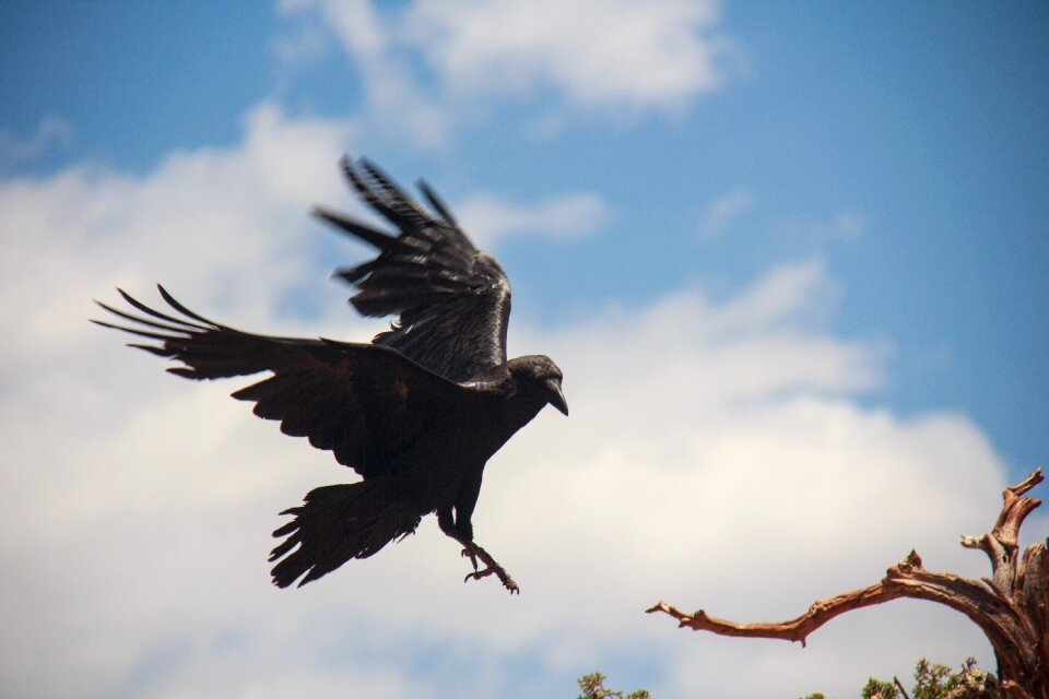 Black wildlife animal