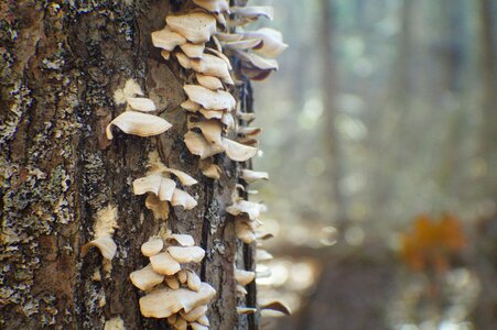 Fungus tree woods