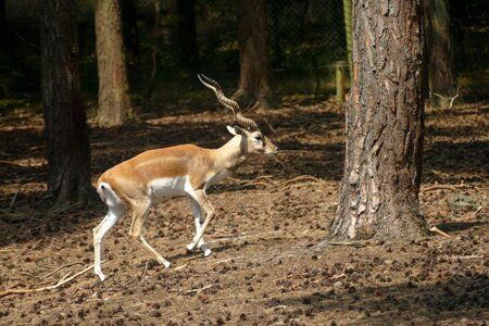 Wild rotated horns
