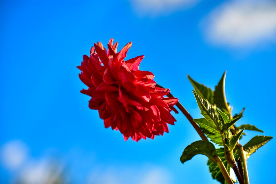 Beautiful plant spring