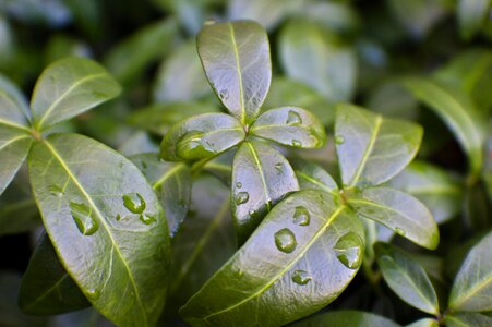 Plant wet rain photo