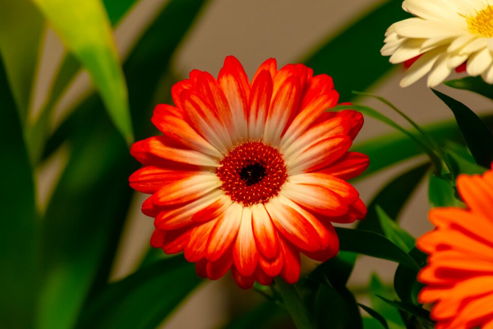 Nature summer bloom