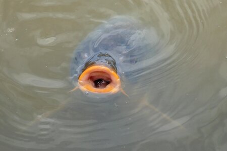 Babu gills water