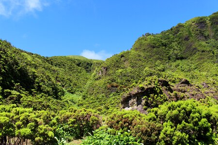 Green overgrown nature