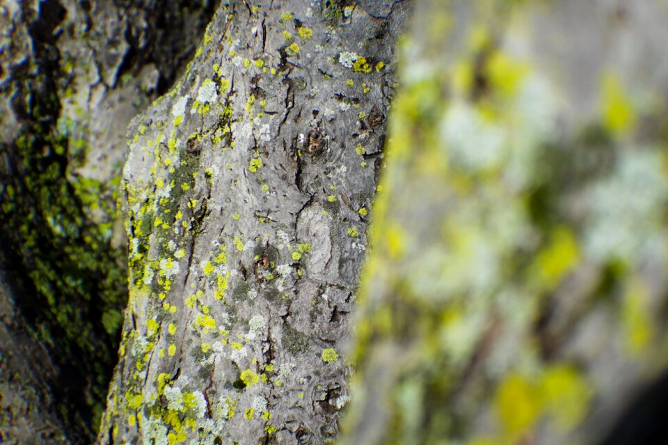 Wood trees trunk