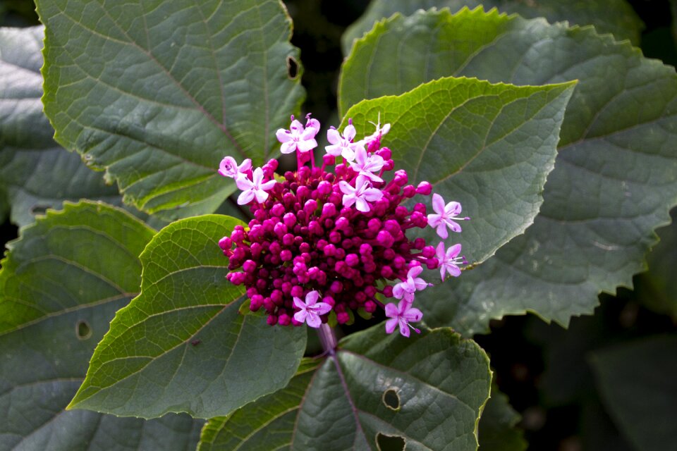 Bloom nature plant