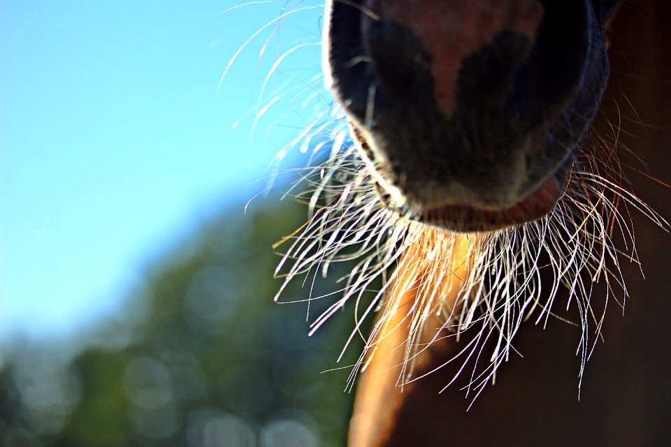 Tasthaare foal suckling