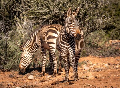 Safari south africa national park photo