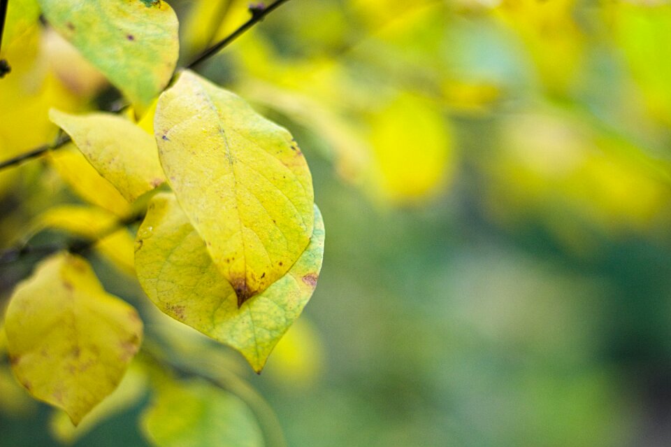 Leaf nature autumn photo