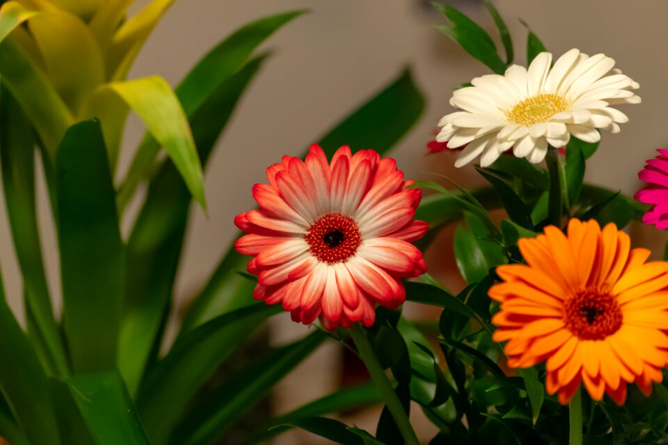 Nature summer bloom