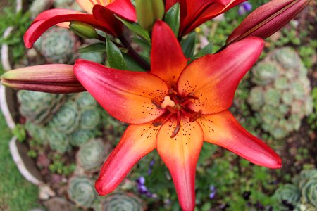 Flowers garden plant