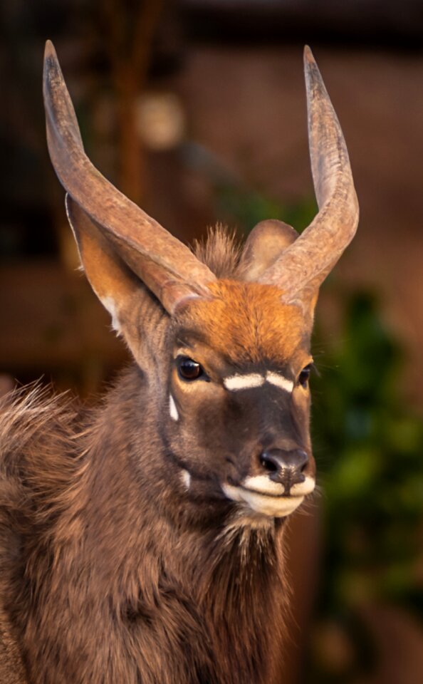 Safari south africa head