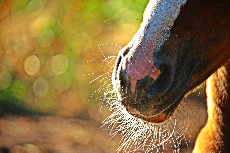 Milk beard tasthaare snout