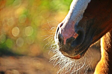 Milk beard tasthaare snout