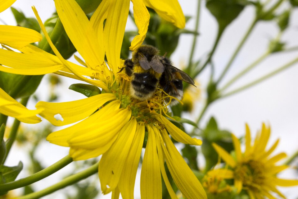 Bloom insect nature