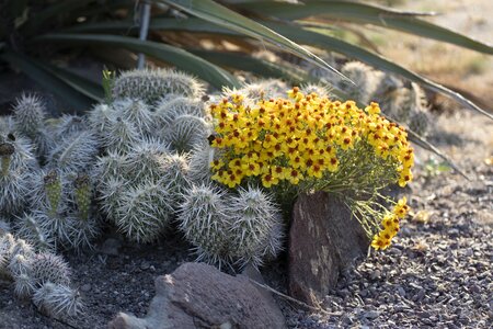 Bloom cactus morning light photo