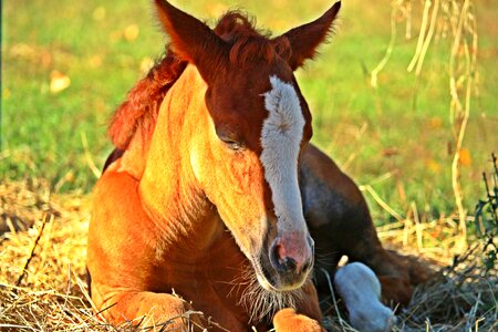 Blaze thoroughbred arabian suckling photo