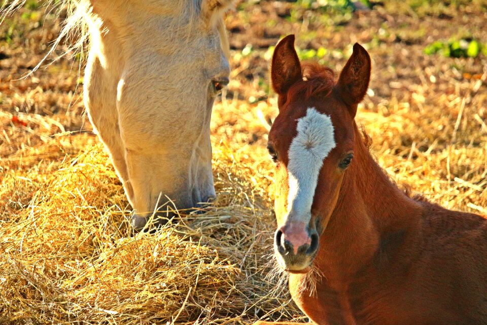 Mare animal pasture