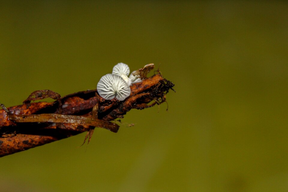 Nature mushrooms soil