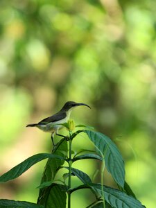 Small female standing