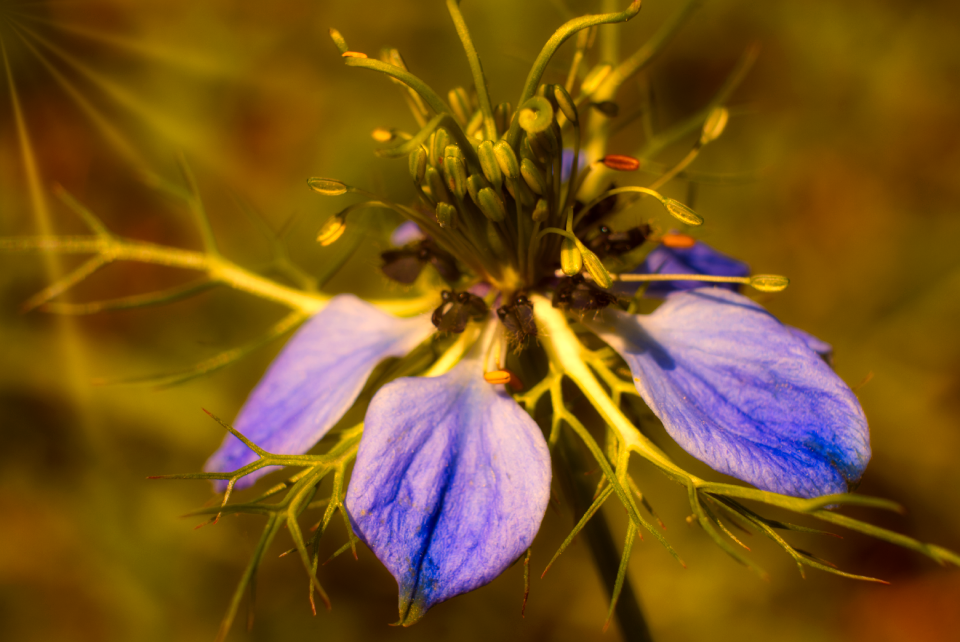Stamens blossom plant