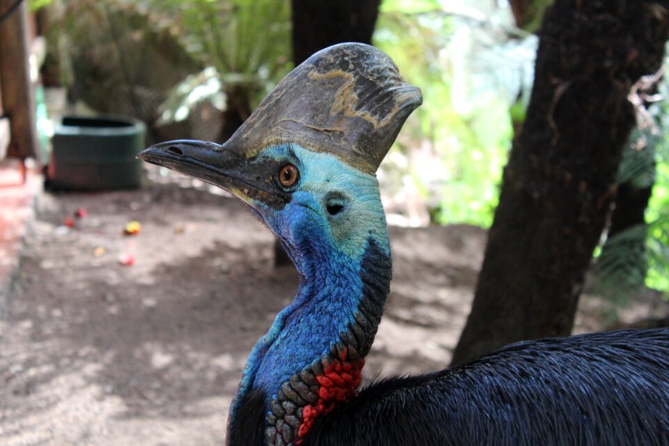 Australia wildlife park