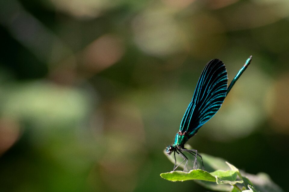Wings butterflies summer