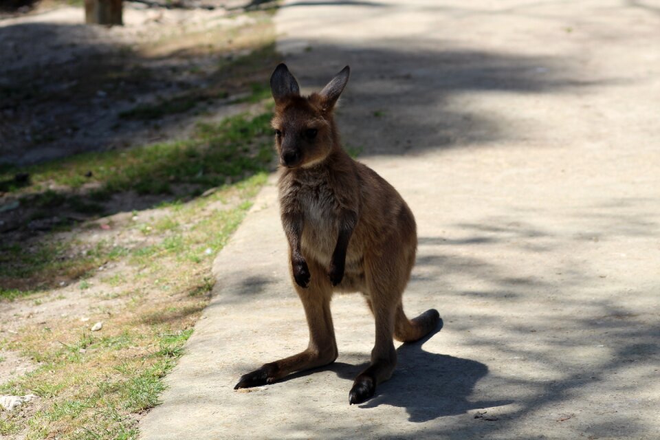 Australia wildlife park