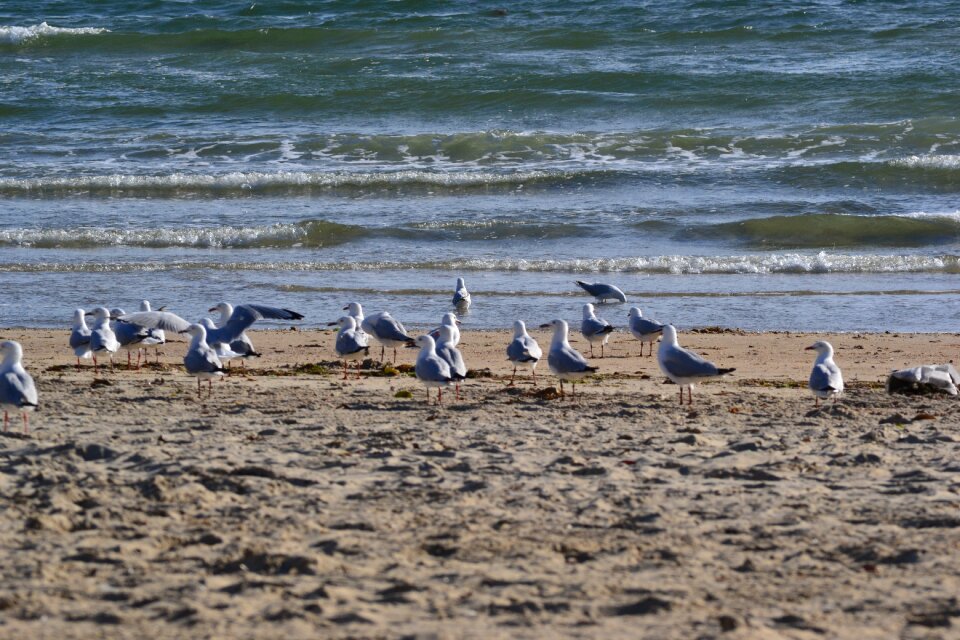 Seagull sea landscape