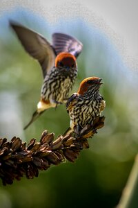 Swallows birds wildlife