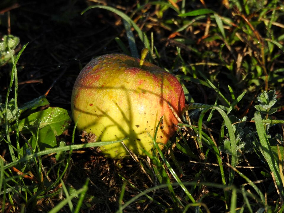 Orchard nature fruit