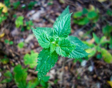 Macro close up nature photo