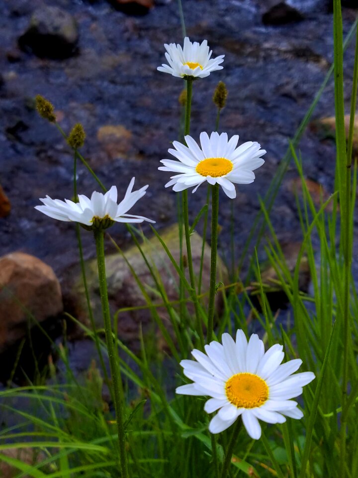 Mountains meadow grass