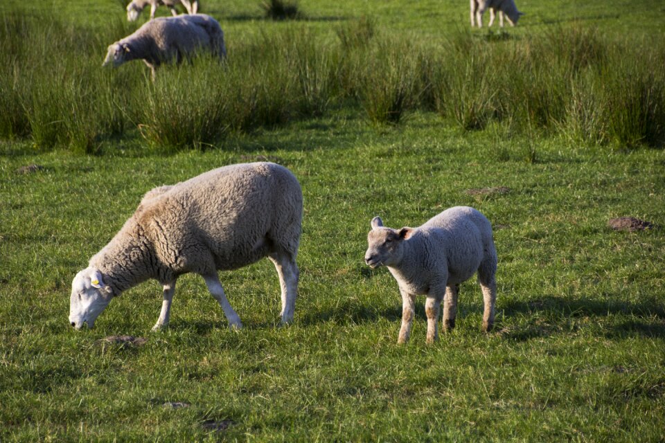 Nature meadow pasture