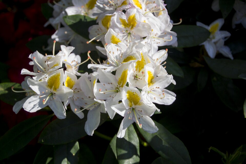 Bush bloom nature