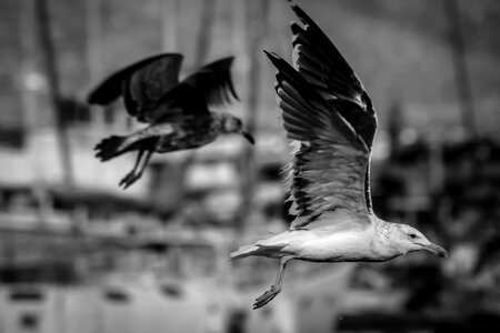 Bird flight hout bay