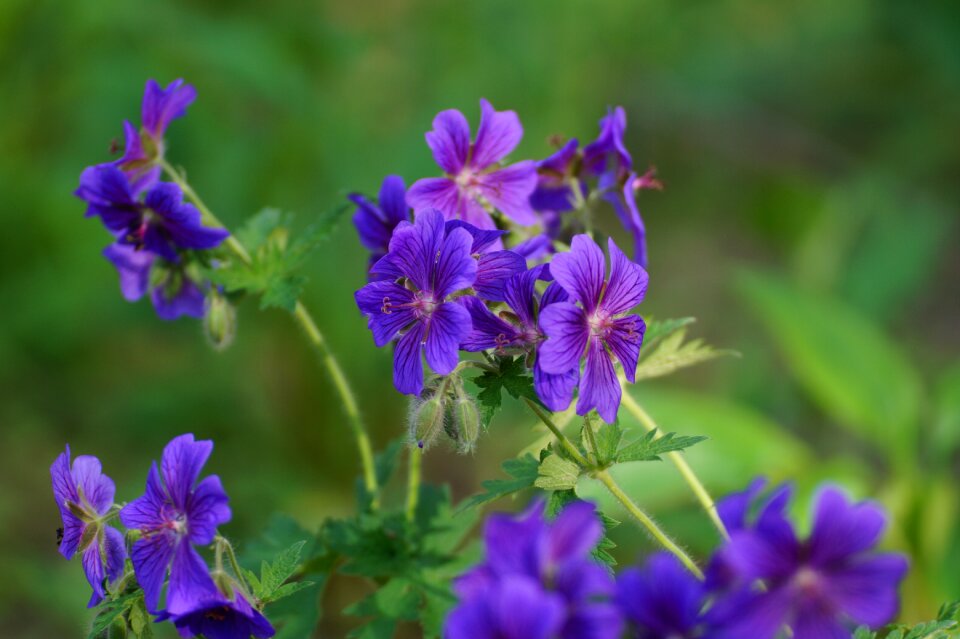 Bloom nature purple flower photo