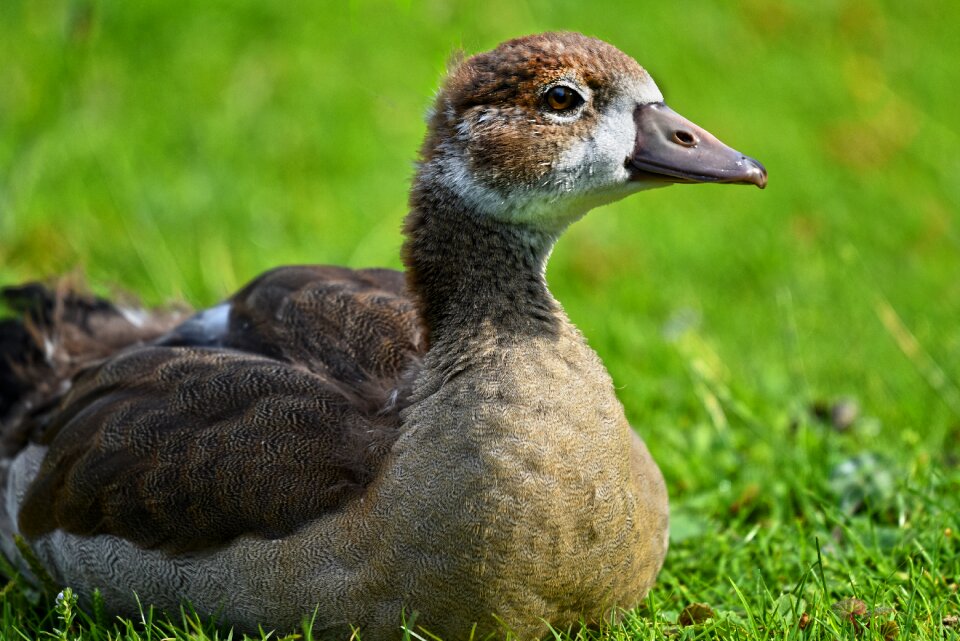Waterbird waterfowl wildlife