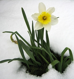 Daffodil spring snow photo