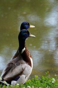 Mallard bird feather photo