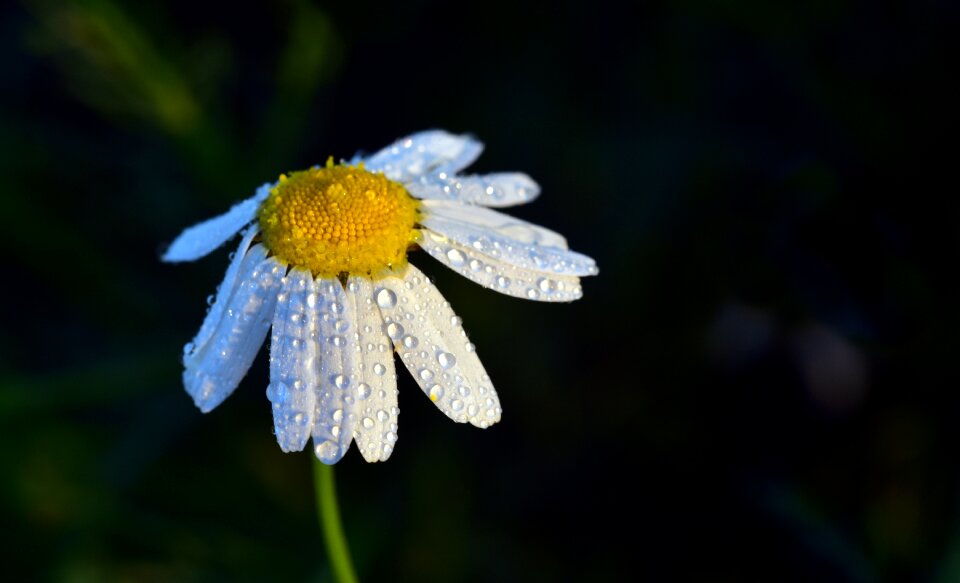 Flower plant nature
